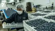 Agroexportaciones anotaron US$ 1.043 millones entre enero y noviembre: un progreso de 15,9%