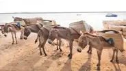 Mitad de la población de burros en riesgo de desaparecer por la elaboración del ‘ejiao’