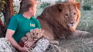 YouTube viral: osado guardia toma cachorro león en sus brazos y su padre reacciona [VIDEO]