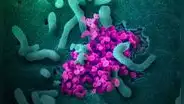 Brasil identifica medicamento que detiene reproducción del coronavirus
