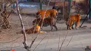 El tigre siberiano más grande del mundo desconcierta por su apariencia [VIDEO]
