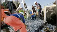 Pescadores piden al Produce culminar la segunda temporada de pesca por alta incidencia de juveniles