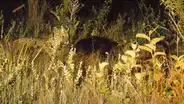 Hambriento jaguar se acerca a enorme oso para devorarlo sin imaginar que este lo ahuyentará en segundos [VIDEO]
