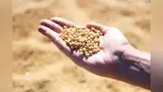 Guerra comercial: China frena compras de soya a EE.UU