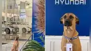 Empresa de autos adopta a perro callejero que caminaba diariamente en busca de comida [FOTOS]