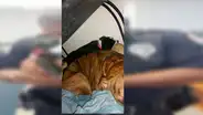Oficial de policía va a albergue a arrestar a trabajador, pero acaba adoptando un perro [FOTOS]