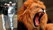 Un león arrancó parte del brazo a un turista mientras dormía durante un safari en África