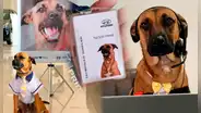 De perro callejero a consultor de ventas en Hyundai: ¿qué pasó con Tucson Prime?