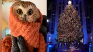 Encuentran a un búho vivo en el más grande árbol de Navidad de Nueva York
