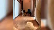Coloca oso de peluche frente a sus perros y estos tienen impensada reacción [VIDEO] 