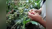 Falta de inversión afectaría la producción de café en el 2019
