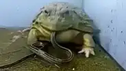 YouTube viral: extraña rana toro devora reptiles e insectos en unas cuantas mordidas [VIDEO]