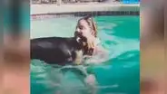 Perrito abandonado pierde más de 22 kilos con la ayuda de su nueva dueña
