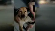 Mujer arrastra a su perro que jugaba en el parque y que no deseaba volver a casa [VIDEO]