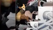 Perro creyó que su dueña lo iba a abandonar y corrió a esconderse en su auto [VIDEO]