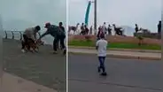 Perro pitbull ataca a una llama en plaza de Chimbote