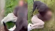 Padre simuló ser su hija de 12 años para encontrarse con su acosador y atacarlo con 2 pitbulls