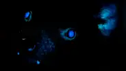 Revelan que los demonios de Tasmania brillan en color azul fluorescente