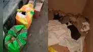 SJL: más de 20 cachorros fueron abandonados en 3 cajas cerca de la estación Bayóvar del Metro de Lima