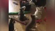 Perro le enseña aullar a sus cachorros y estos tienen divertido comportamiento [VIDEO]