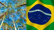 Eucalipto: ¿por qué Senasa extendió autorización para importar esta planta desde Brasil?