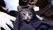 YouTube viral: Gatito espera junto al cadáver de su madre y conmueve al mundo por insólito gesto [VIDEO]