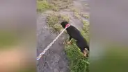 Enseña un sencillo ’truco’ para que un perro no jale de su correa cuando lo sacan a pasear [VIDEO]