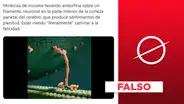 No es cierto que el video muestre “literalmente caminar a la felicidad"