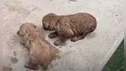 Oyen extraños sonidos y descubren a 5 perros en un desagüe