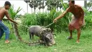 Facebook: Anaconda estuvo por devorar a cerdo, pero ocurre lo inesperado[VIDEO]