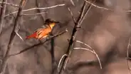 Eligen a Perú como el mejor destino del mundo para la observación de aves