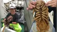 Hallan a una “cucaracha marina” gigante en las profundidades del océano
