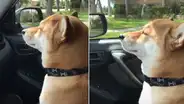 Perro realiza cautivador ‘baile’ con la cabeza y miles quedan sorprendidos con su talento [VIDEO]