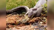Facebook viral: pitón gigante es grabada devorando a enorme cocodrilo en tan solo unos minutos [VIDEO] 