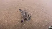 Tortugas bebés rompen sus cascarones y corren a toda velocidad para llegar al mar [VIDEO]