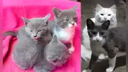 Buscan hogar para camada de gata techera que corre el riesgo de quedarse en la calle
