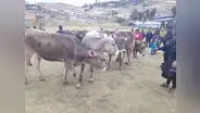 Entregan 53 vacunos raza Brown Swiss a productores huancavelicanos