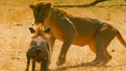 YouTube viral: feroz leona acecha a pequeño jabalí sin que pueda huir y sucede lo inesperado [VIDEO]