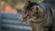 ¿Por qué los gatos traen animales muertos a casa? Científica explica este hábito