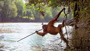 Captan a orangután salvaje pescando con una lanza en Indonesia