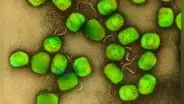 Virus de la viruela del mono también podría transmitirse por el aire, según estudio