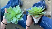 Regó su planta por 2 años, pero al ver que no crecía se dio cuenta de que era falsa