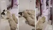 Lo abrumaron: perritos golden se abalanzan contra un gato para darle cariño