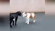 Facebook viral: Cabra bebé se arma de valor y se enfrenta a perro furioso, desenlace sorprende [VIDEO] 