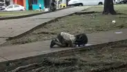 Vía Facebook, la foto de una niña bebiendo agua de un charco conmociona a un país