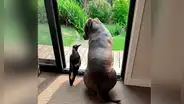 Perrita encuentra a urraca herida, la cuida y ahora son inseparables amigos