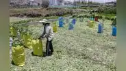 Bloqueos de vías impiden a agricultores sacar sus productos y venderlos
