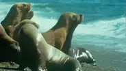YouTube viral: Descomunal animal emerge del mar para tragar entero a un lobo marino [VIDEO]