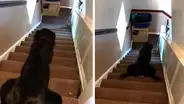 Perro llama la atención de su dueña al usar curiosa técnica para bajar las escaleras [VIDEO]