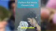 Joven halla unos camarones y nota que fueron infectados por unos raros parásitos [VIDEO]